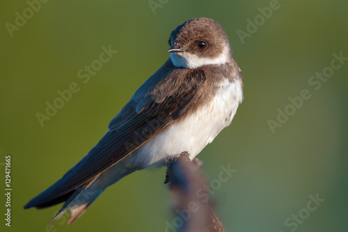 Sand martin warming up in the morning