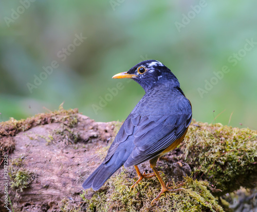 Black-breasted Thrush(Turdus dissimilis), beautiful bird standing on timber with green background at Doi Ang Khang, Thailand.