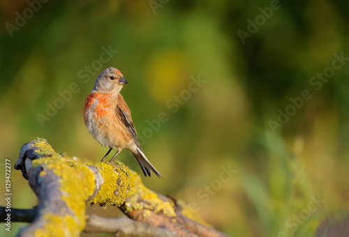 Common linnet in morning sunrays © NickVorobey.com