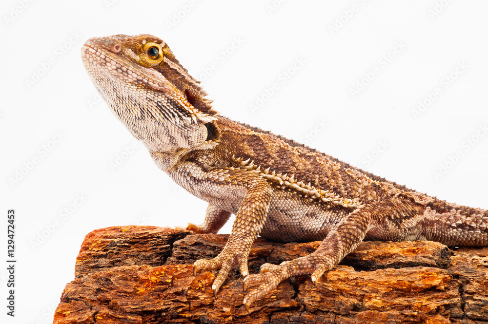 one agama bearded on white background.siting on the bark of tree.closeup one agama bearded on white background.siting on the bark of tree.closeup