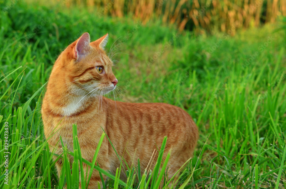 Cat walks outside in green grass side view