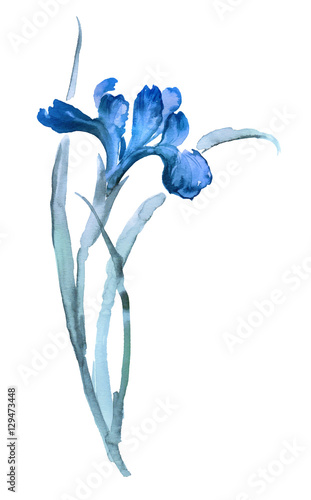 Ink illustration of iris flower. Sumi-e, u-sin, gohua painting stile, colored with blue colors. Silhouette made up of brush strokes isolated on white background.