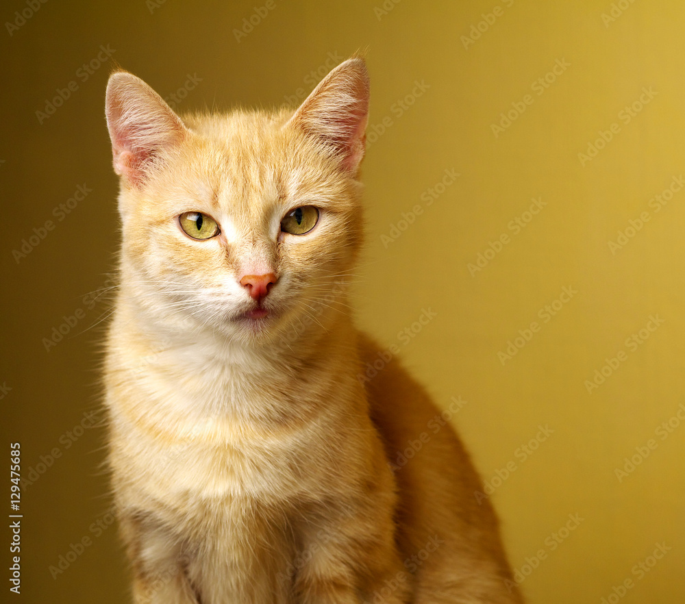 ginger cat portrait from the front with copy space