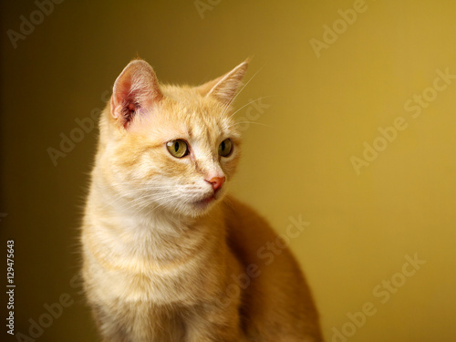 ginger cat portrait in three quarters with copy space