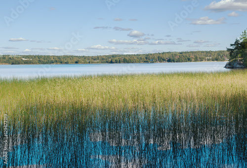Nature background with coastal reed and shining lake water