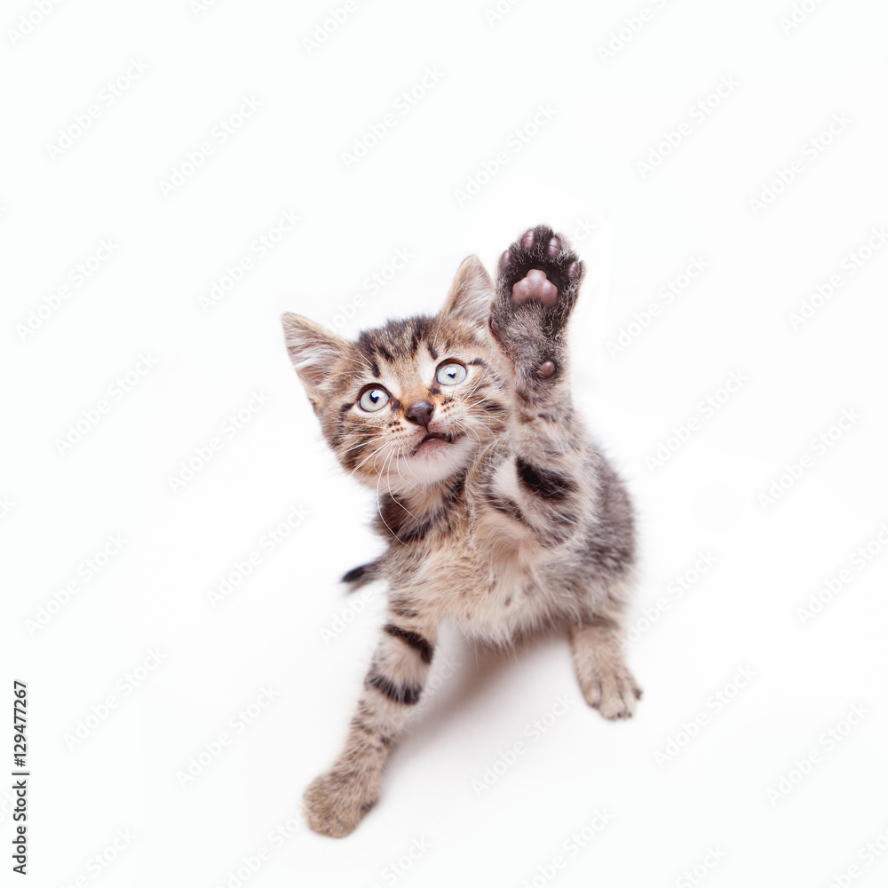 An adorable kitten jumping and stretching its paw