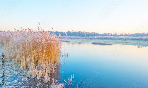 Foto Shore of a frozen lake in sunlight in winter