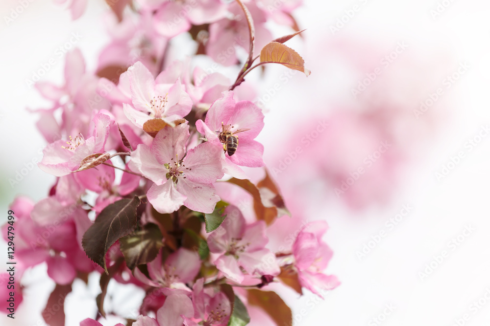 Pink spring flowers with bee