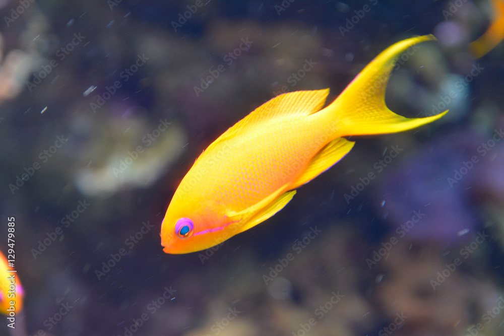 Gelber Fisch im Wasser eines Aquariums Stock Photo Adobe Stock