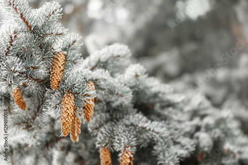 Wallpaper Mural Branches with cones of blue spruce is covered with frost Torontodigital.ca