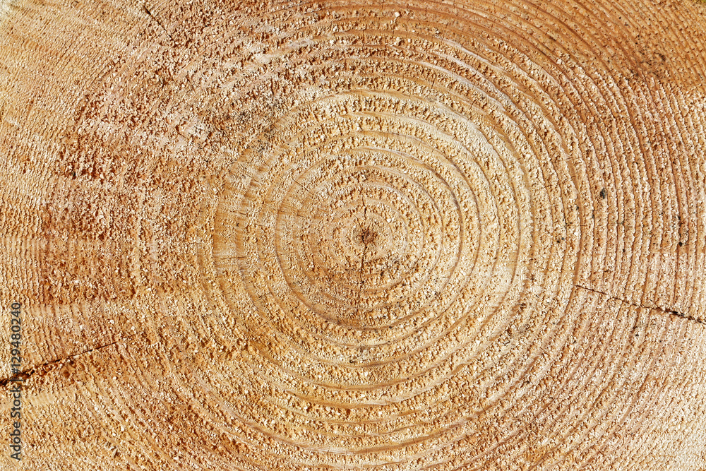 Naklejka premium Heartwood texture background, cut log