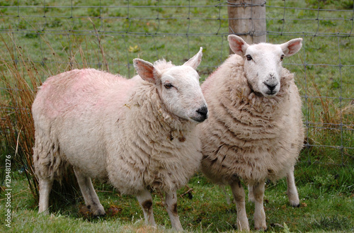 Zwei Schafe © Reiner P.