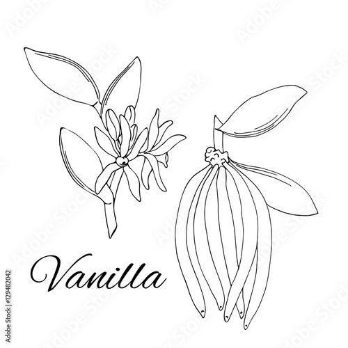 vector silhouette illustration of vanilla plant flower and pods