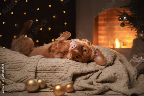 Fototapeta Naklejka Na Ścianę i Meble -  Dog Nova Scotia Duck Tolling Retriever Christmas season 2017, new year