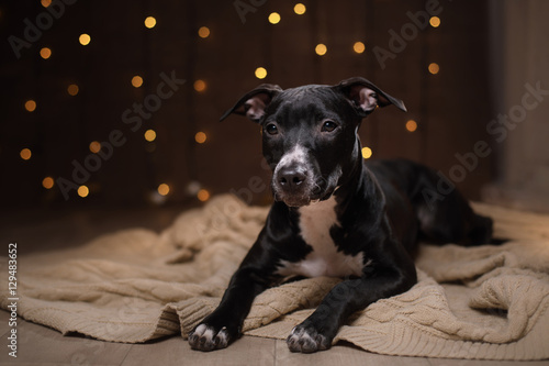 Happy New Year, Christmas, pet in the room. Pit bull dog, holidays and celebration © annaav