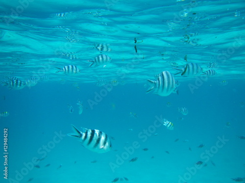 Pesci zebra nel mare cristallino di Zanzibar durante un immersione 