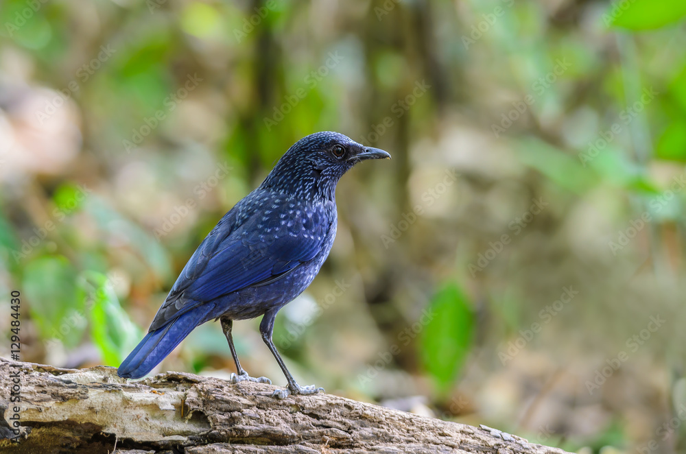 Blue Whistling Thrush(Myophonus caeruleus), blue bird standing on branch in nature. Blue Whistling Thrush(Myophonus caeruleus), blue bird standing on branch in nature.