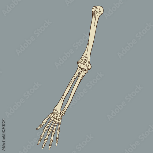 Human Forearm Skeleton Vector