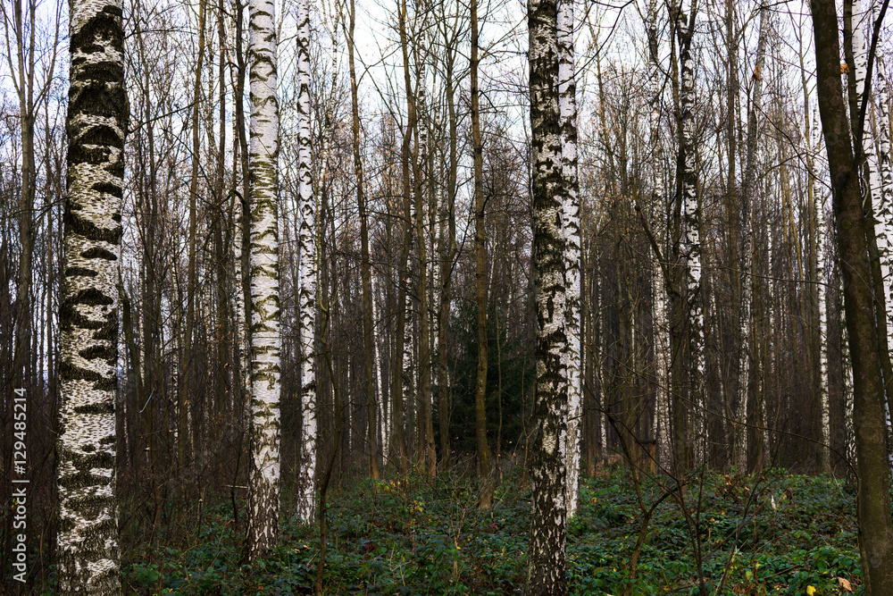 Obraz premium Birch trees forest. Slovakia