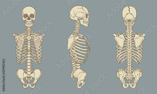Human Torso Skeletal Anatomy Pack Vector