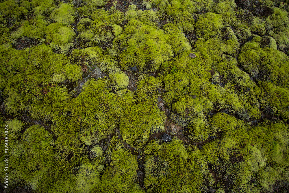 Green moss background.