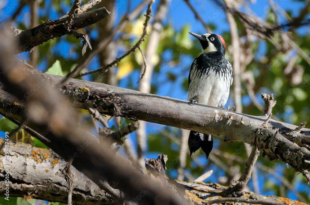 Red capped California acorn wood pecker perching on tree branch Red capped California acorn wood pecker perching on tree branch