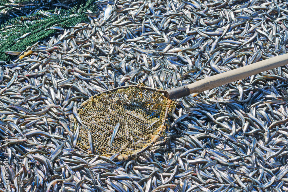 Top view of the boat full of fish and smelt fishing net. Stock Photo