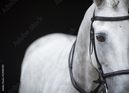Portrait of grey horse on black background.