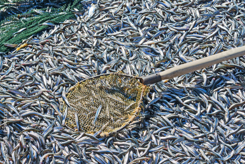 Top view of the boat full of fish and smelt fishing net. Stock Photo