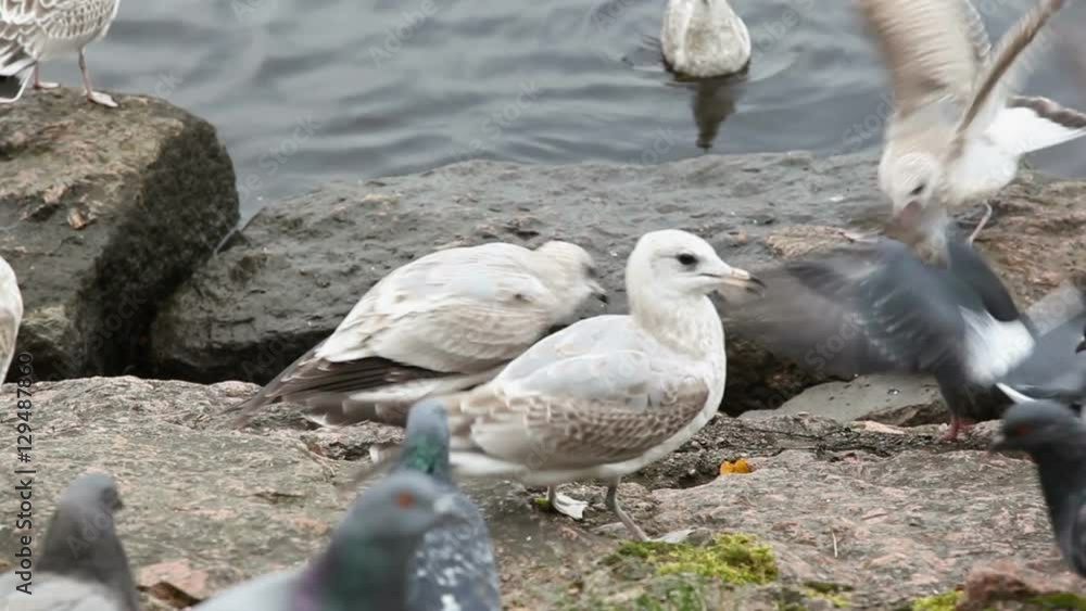 Seagulls and doves chased each others from eating bread crumbs. Seacoast in Vyborg. Seagulls and doves chased each others from eating bread crumbs. Seacoast in Vyborg.