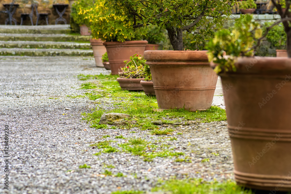 Potted plants row