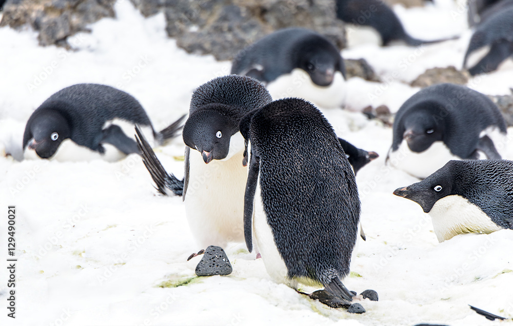 Obraz premium Adélie penguins