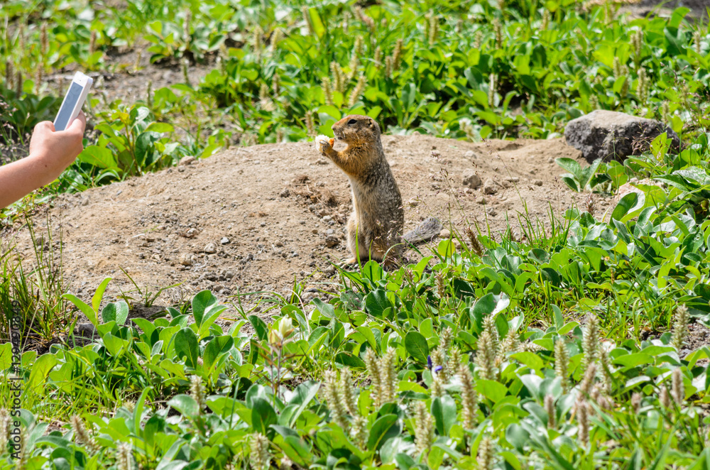 gopher in the green grass.