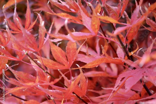 red leaves