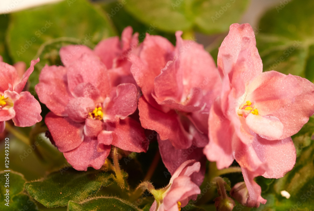 colorful violets bloom colorful violets bloom