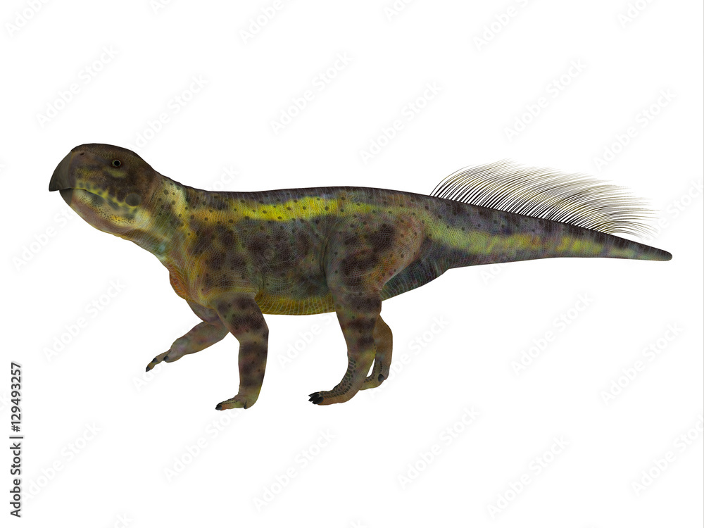 Psittacosaurus Dinosaur Side Profile - Psittacosaurus was a Ceratopsian herbivorous dinosaur that lived in Asia in the Cretaceous Period. Psittacosaurus Dinosaur Side Profile - Psittacosaurus was a Ceratopsian herbivorous dinosaur that lived in Asia in the Cretaceous Period.
