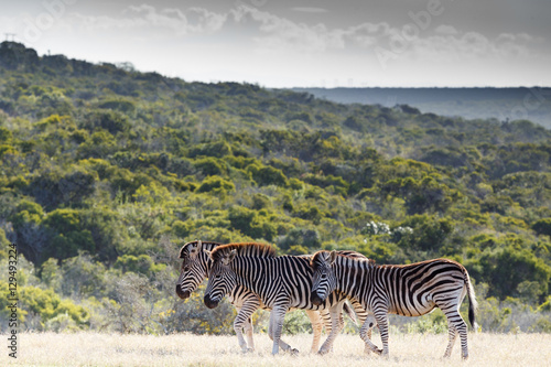 Zebra family walking together to the dam