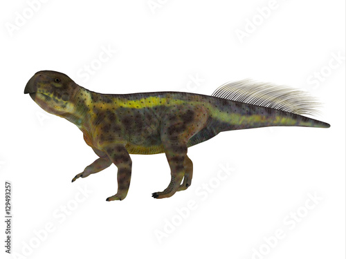 Psittacosaurus Dinosaur Side Profile - Psittacosaurus was a Ceratopsian herbivorous dinosaur that lived in Asia in the Cretaceous Period. © Catmando