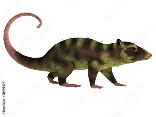Purgatorius Primate Side Profile - Purgatorius is an example of the first primate that lived in Montana in the Cretaceous Period. photo