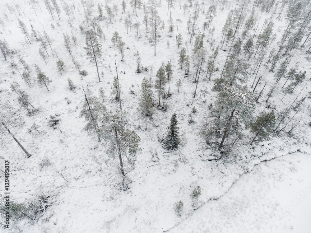 Snow covered forest, Finland Snow covered forest, Finland