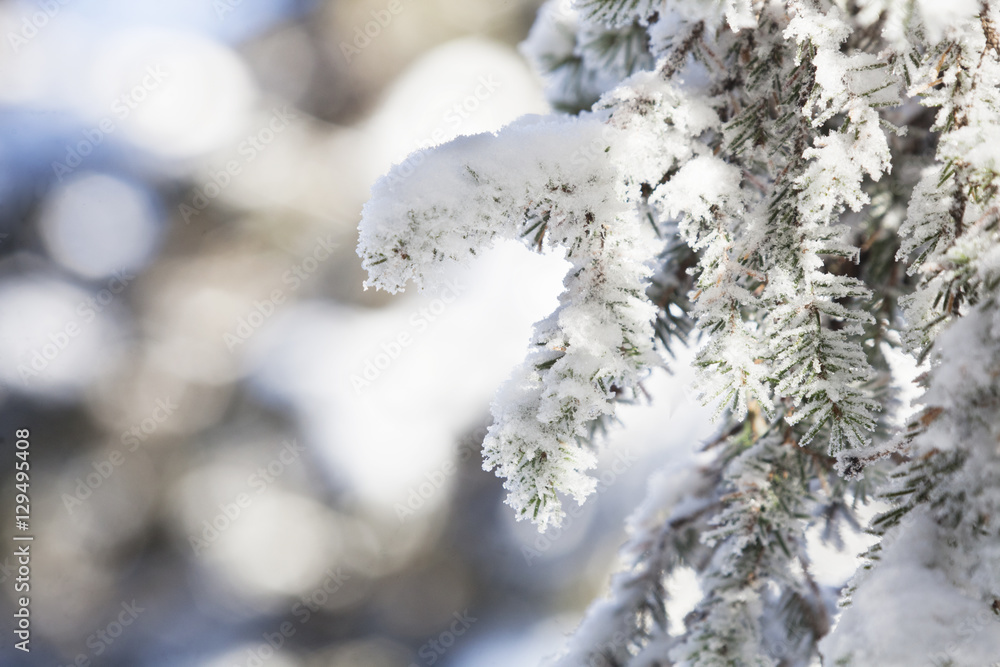 Snow covered fir tree branches