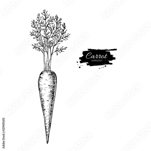 Carrot hand drawn vector illustration. Isolated Vegetable engrav