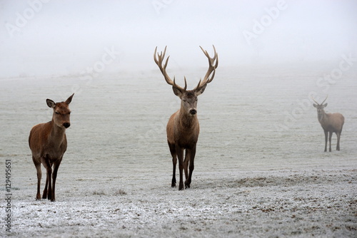 Hirschfamilie im Winter, prächtiger Rothirsch, Reh und Junghirsch im Nebel photo