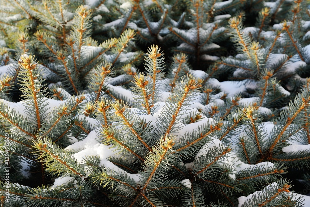 rime on the branches of spruce close-up