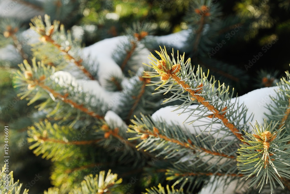 rime on the branches of spruce close-up