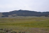 Grande prateria nel Parco Nazionale di Yellowstone in Wyoming USA