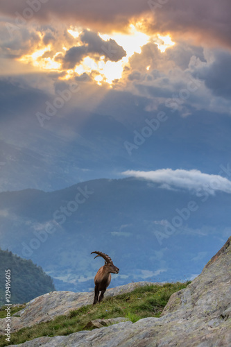 Ibex   Range of Mont-Blanc   French Alps