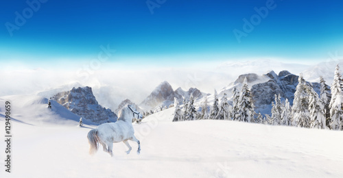 Fototapeta Naklejka Na Ścianę i Meble -  White horse running in winter landscape