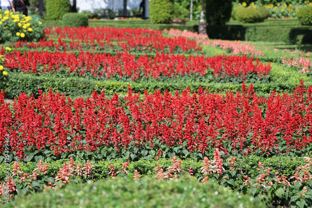   Salvia splendens red flowers in the park