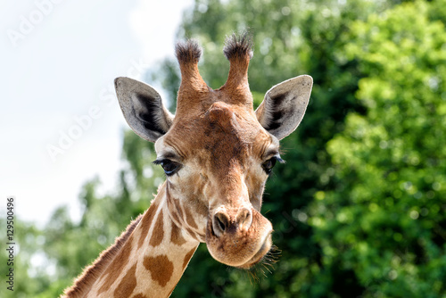 Giraffe © cameris